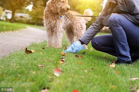 踩到狗粪|宠物犬粪便的危害及处理，你了解的有多少？